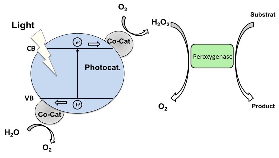 photoenzymatic catalysis